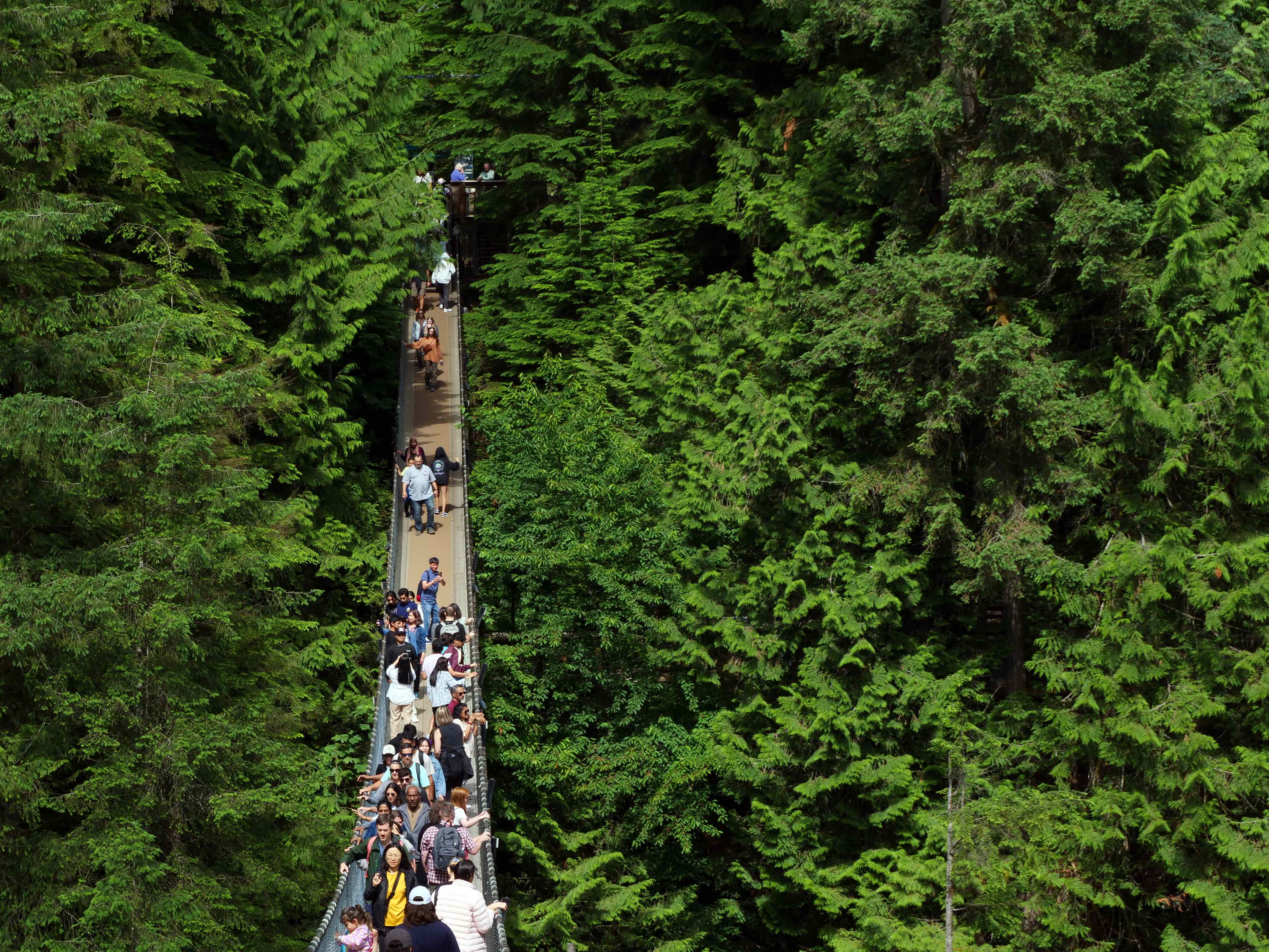 Suspension bridge through forest canopy